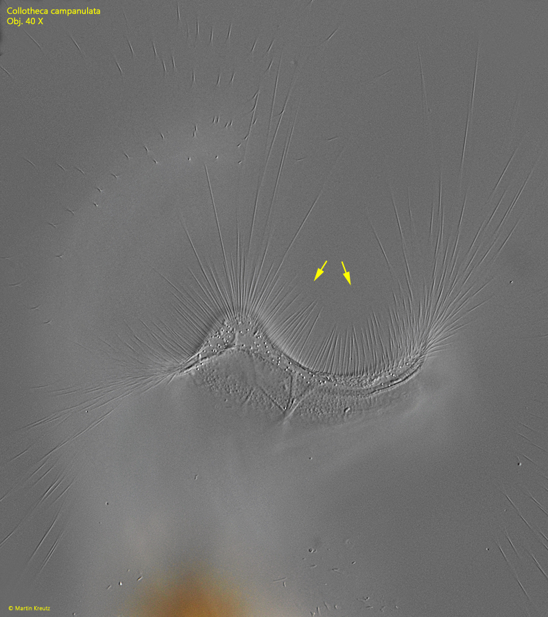 Collotheca-campanulata