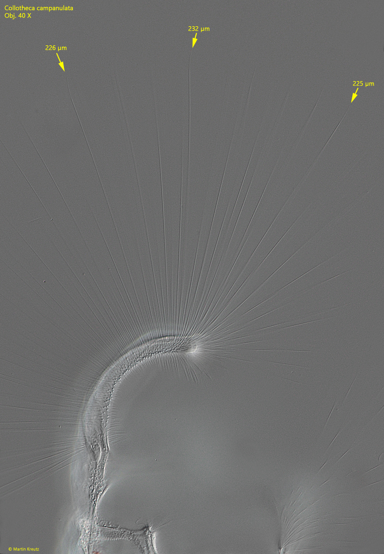 Collotheca-campanulata