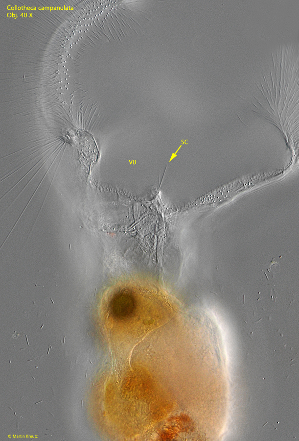 Collotheca-campanulata
