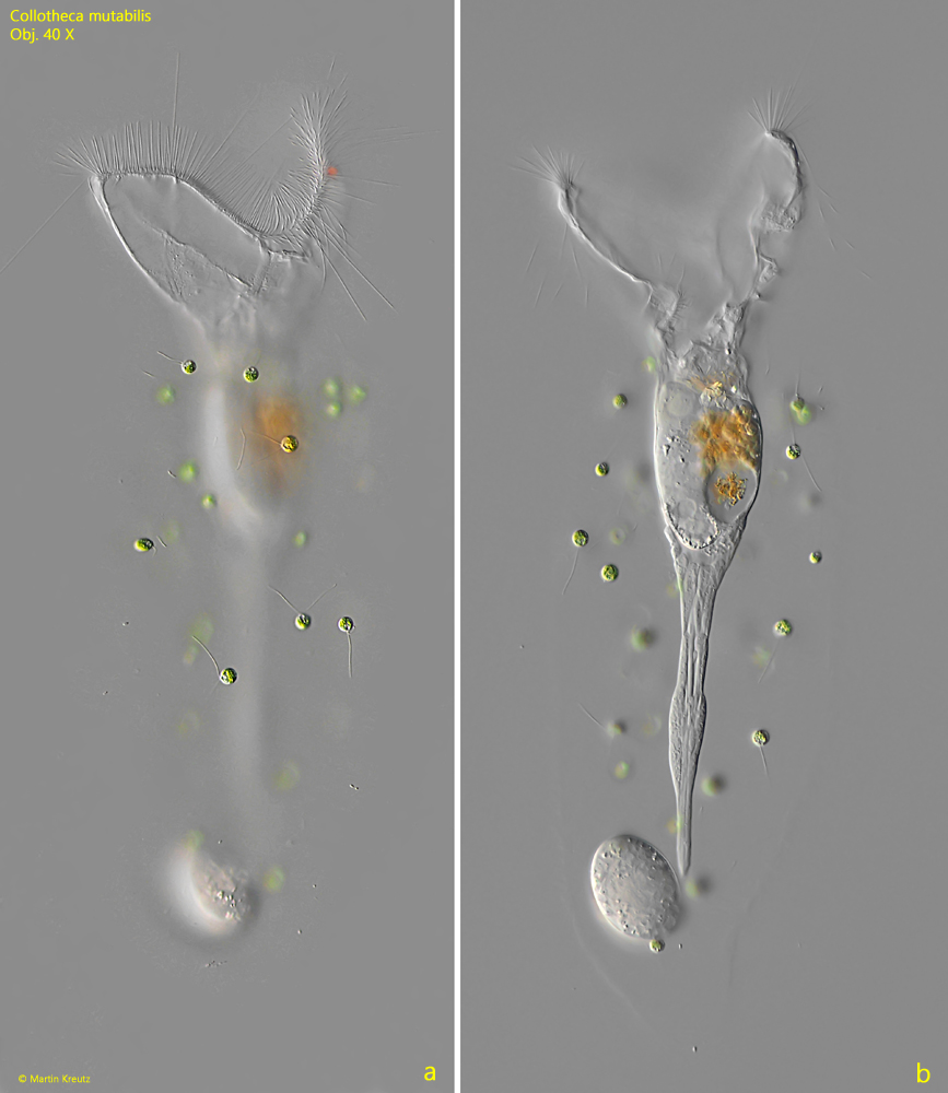 Collotheca-mutabilis