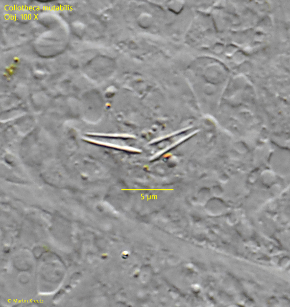 Collotheca-mutabilis