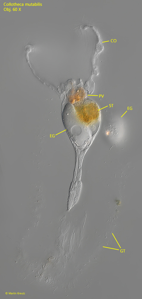 Collotheca-mutabilis
