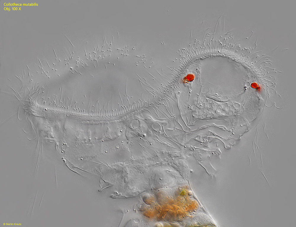 Collotheca-mutabilis