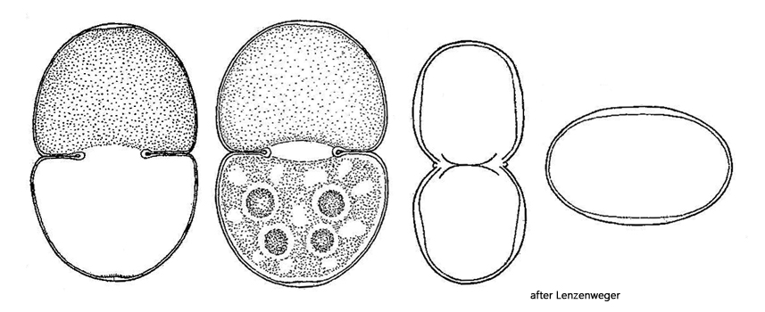 Cosmarium-transitorium
