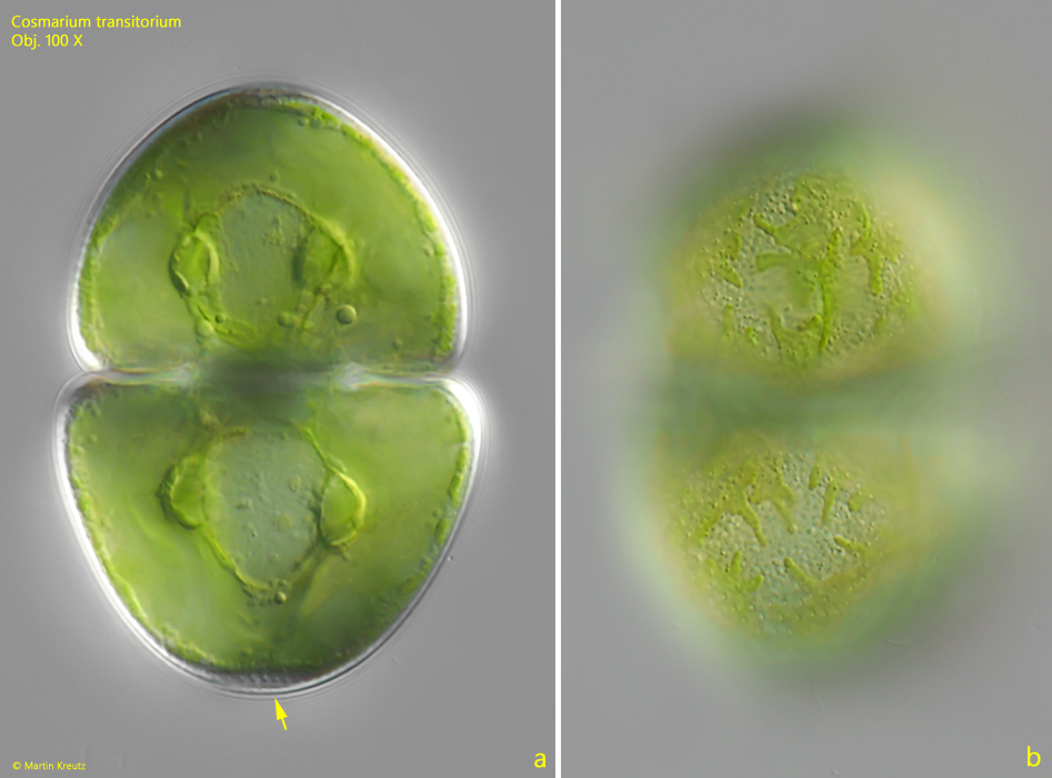 Cosmarium-transitorium