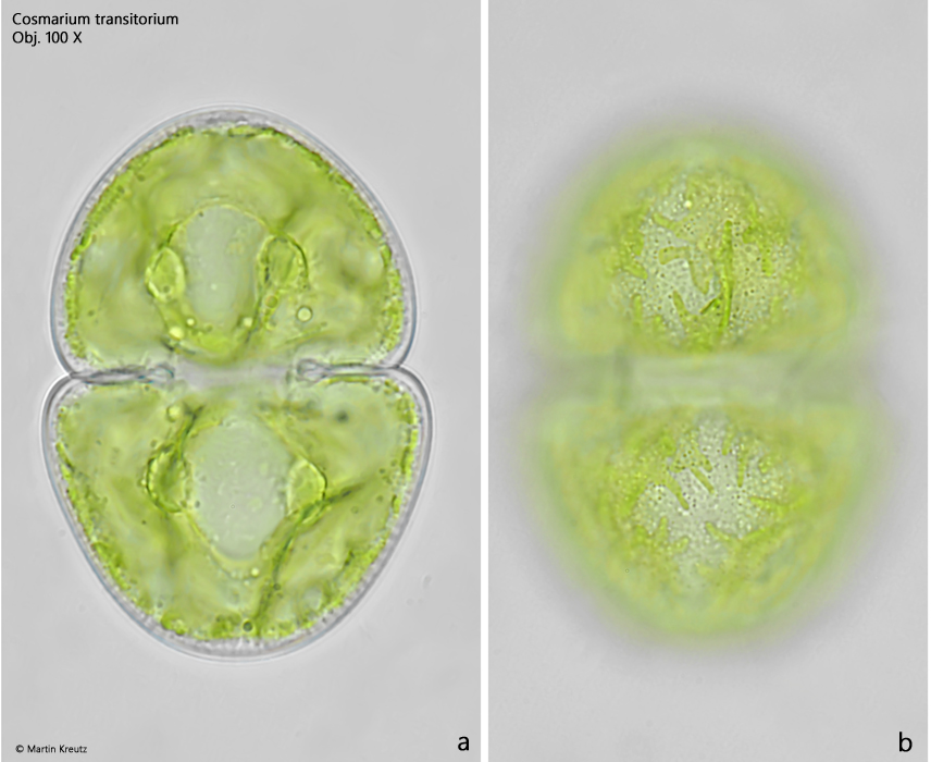 Cosmarium-transitorium