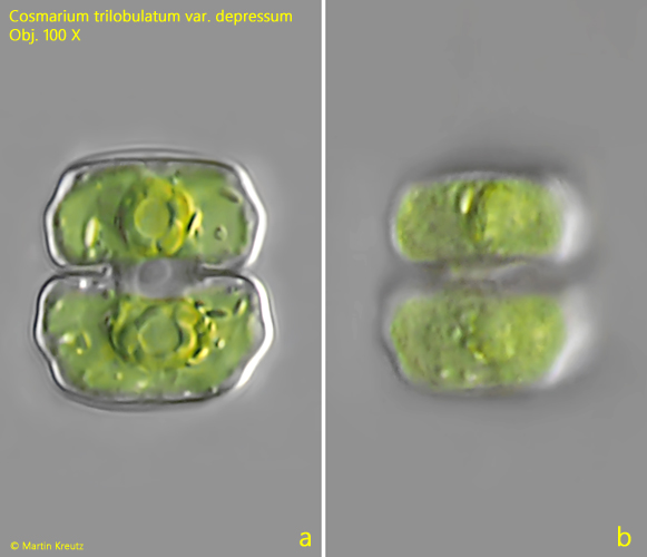 Cosmarium-trilobulatum-var-depressum