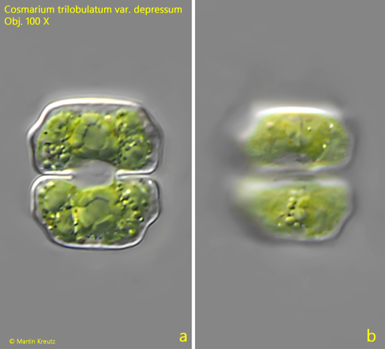 Cosmarium-trilobulatum-var-depressum
