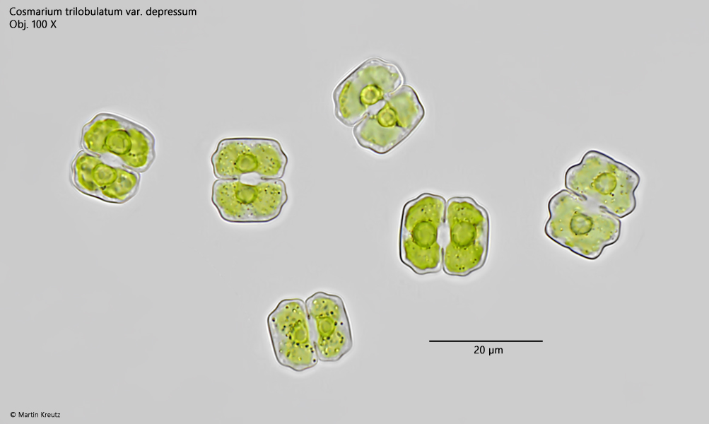Cosmarium-trilobulatum-var-depressum