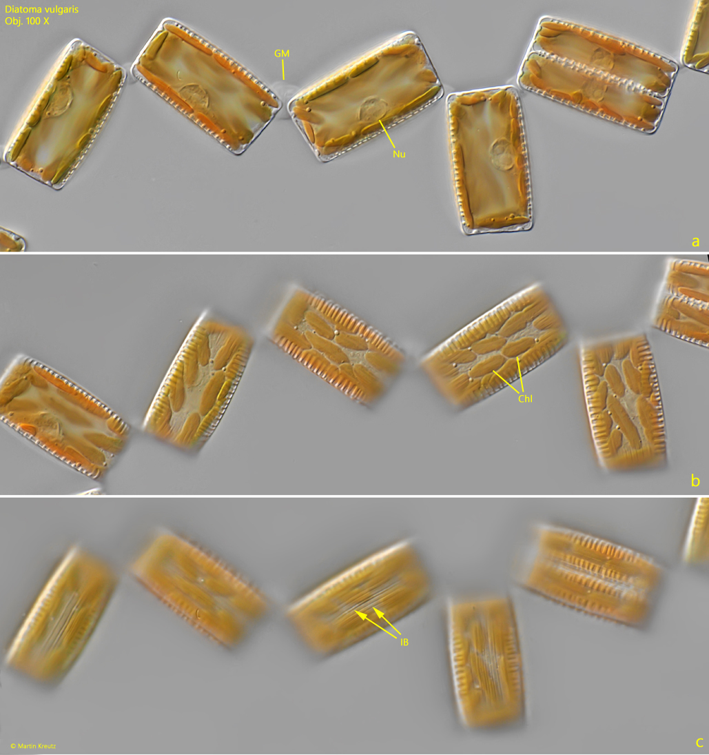 Diatoma-vulgaris