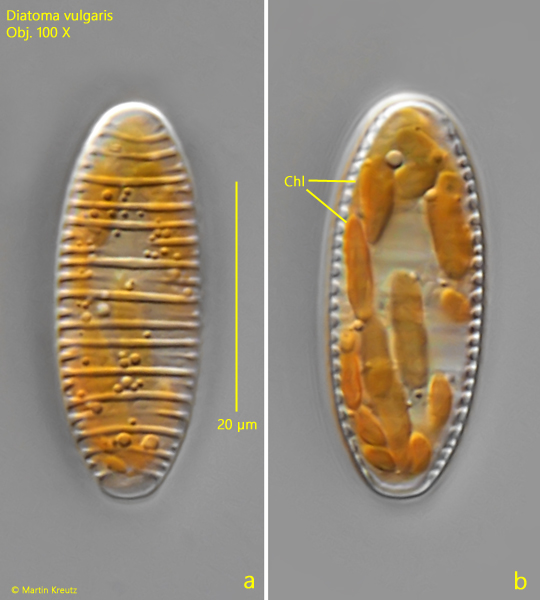 Diatoma-vulgaris