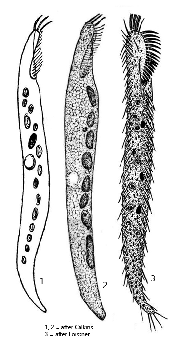 Engelmaniella-mobilis