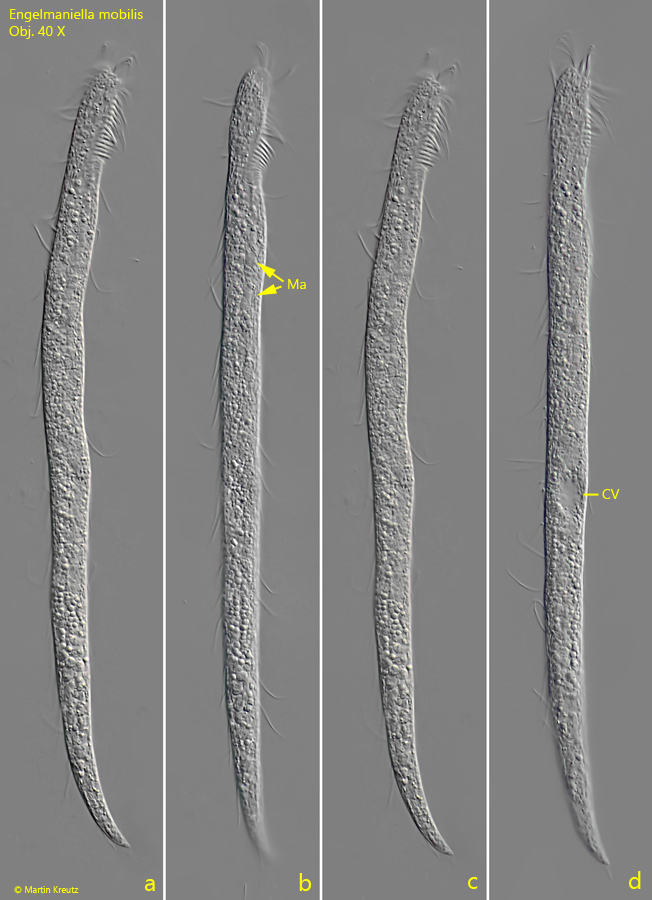 Engelmaniella-mobilis