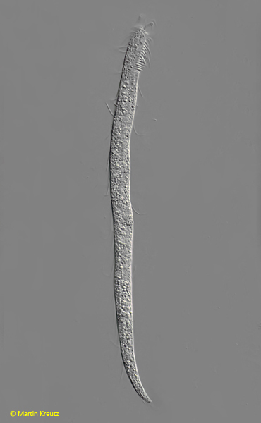 Engelmaniella-mobilis