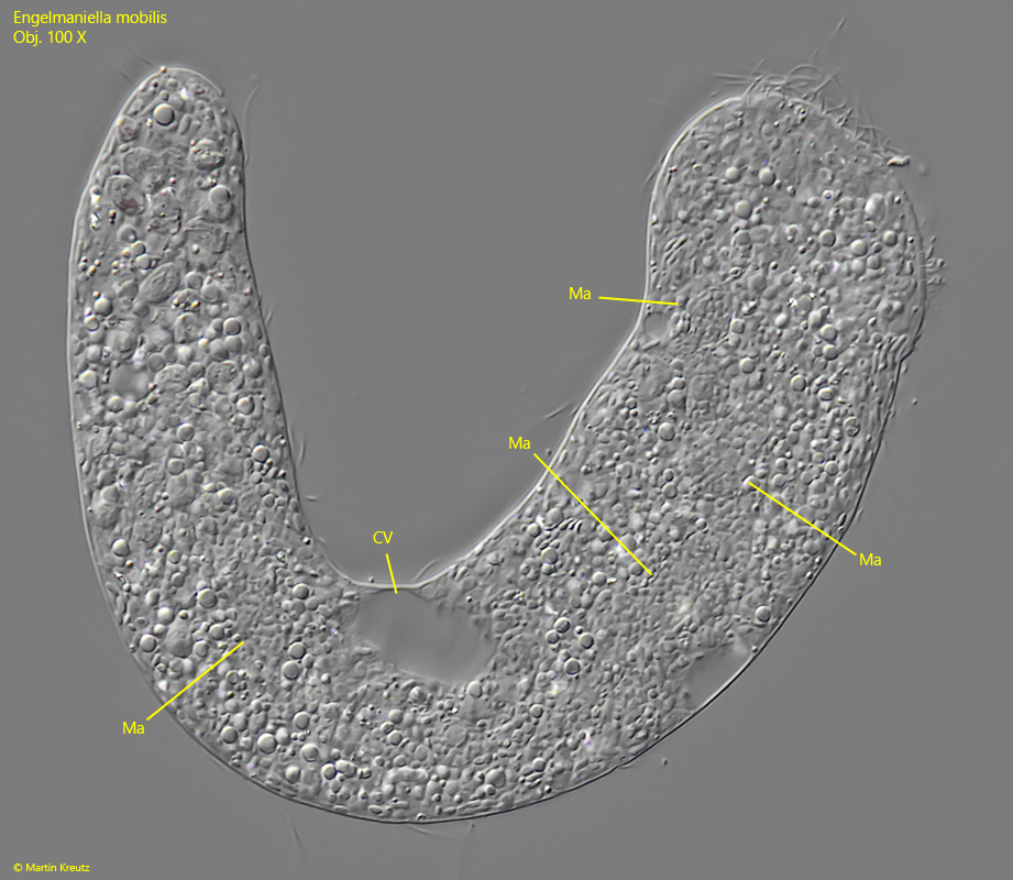 Engelmaniella-mobilis