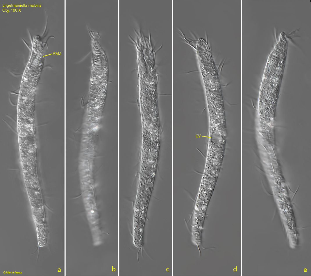 Engelmaniella-mobilis