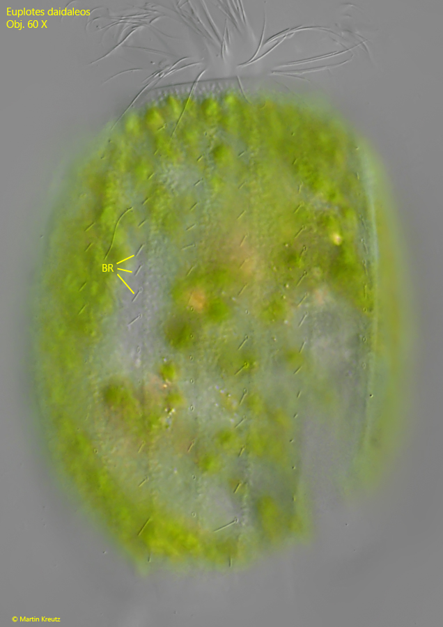 Euplotes-daidaleos