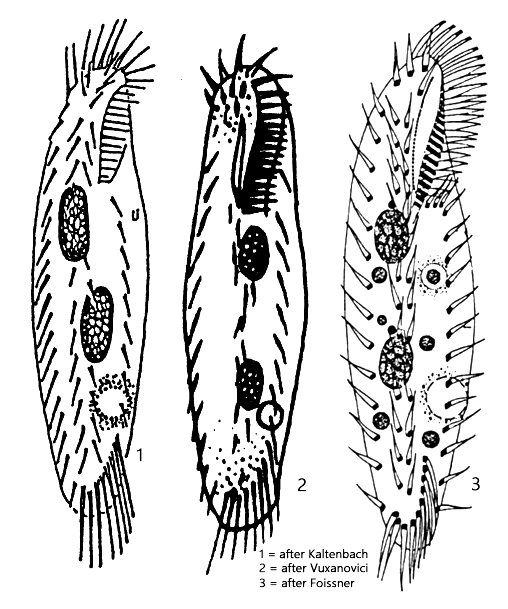 Holosticha-pullaster