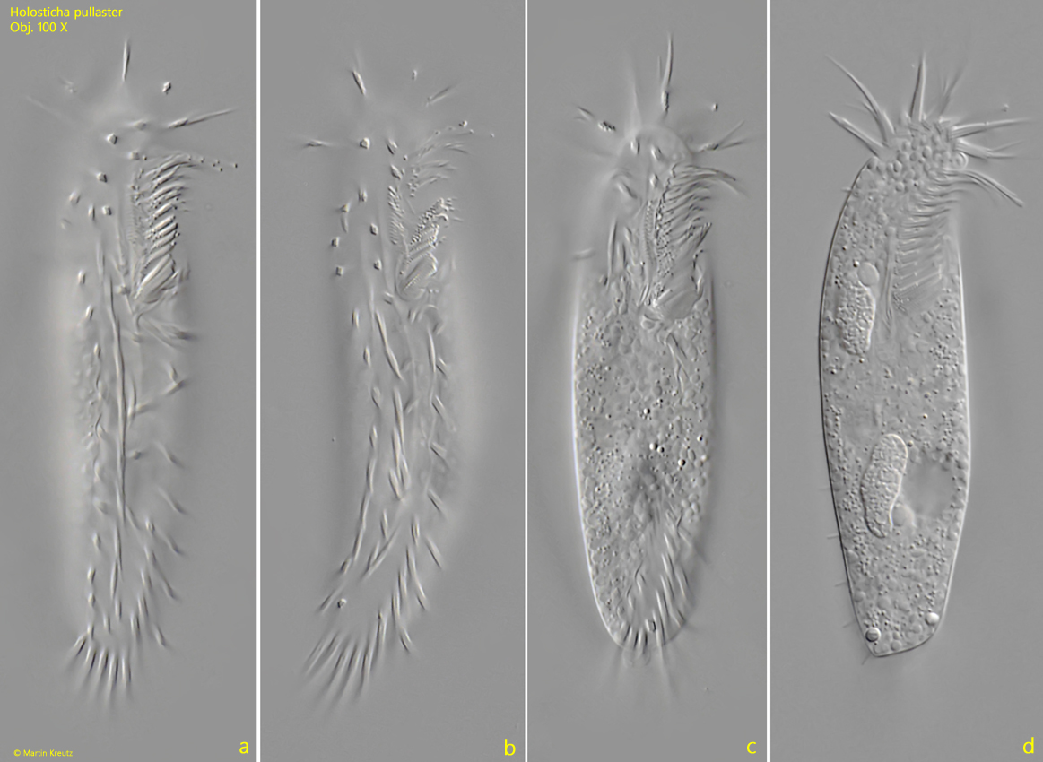 Holosticha-pullaster