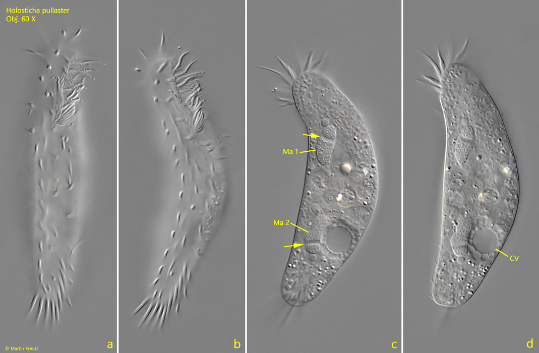 Holosticha-pullaster