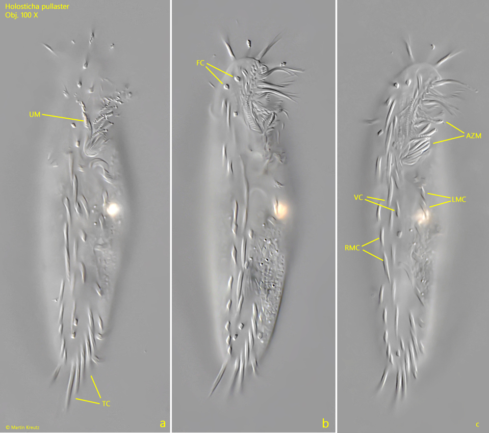 Holosticha-pullaster
