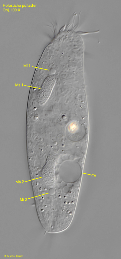 Holosticha-pullaster