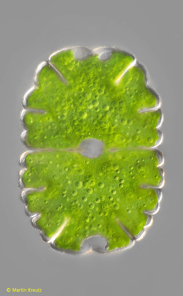 Micrasterias-jenneri