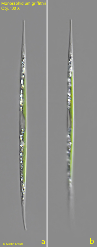 Monoraphidium-griffithii
