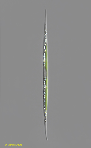 Monoraphidium-griffithii