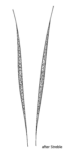 Monoraphidium-griffithii