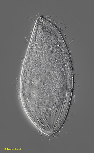 Opisthodon-niemeccense