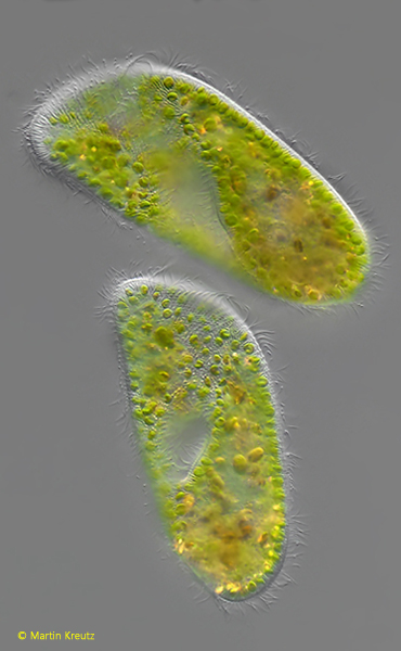 Paramecium-bursaria