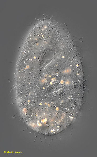 Paramecium-putrinum