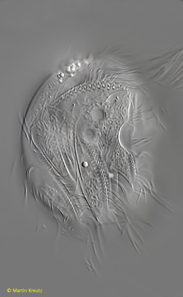 Pelodinium-reniforme