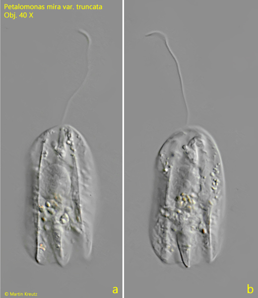 Petalomonas-mira-var-truncata