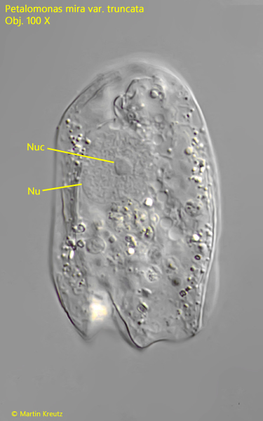 Petalomonas-mira-var-truncata