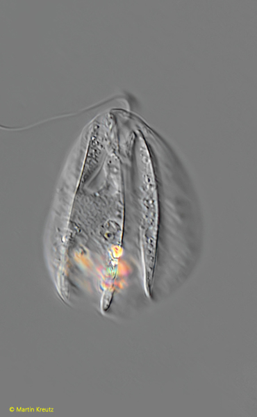 Petalomonas-mira-var-truncata