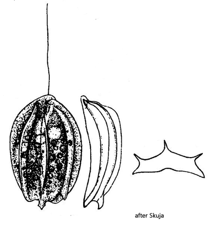 Petalomonas-tricarinata