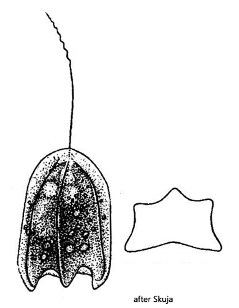 Petalomonas-mira-var-truncata