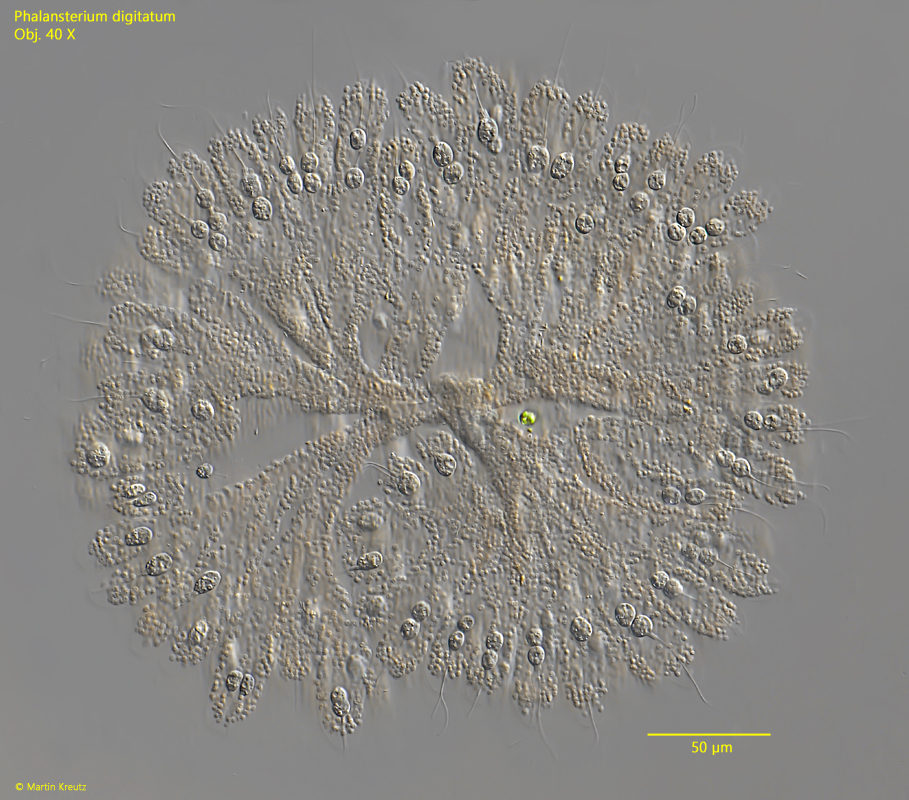 Phalansterium-digitatum