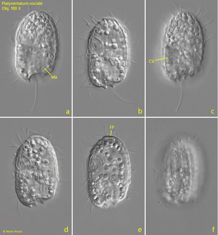 Platynematum-sociale