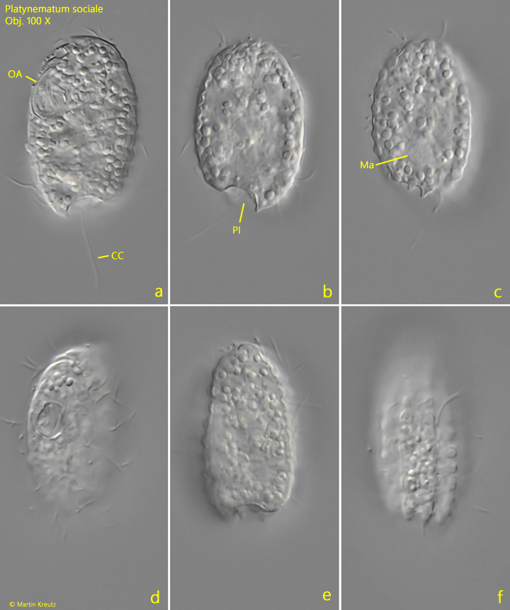 Platynematum-sociale