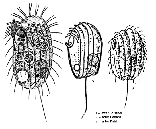 Platynematum-sociale