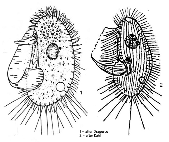 Pleuronema-coronatum