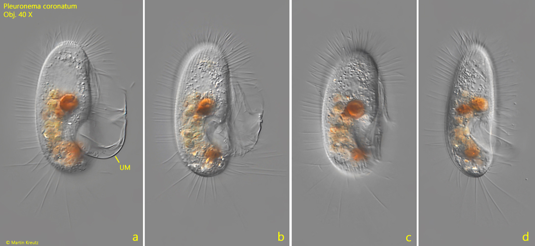 Pleuronema-coronatum