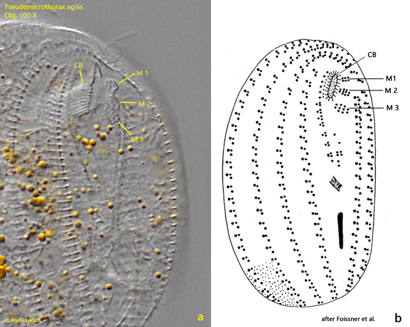 Pseudomicrothorax-agilis