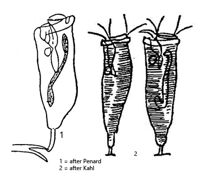 Rhabdostyla-inclinans