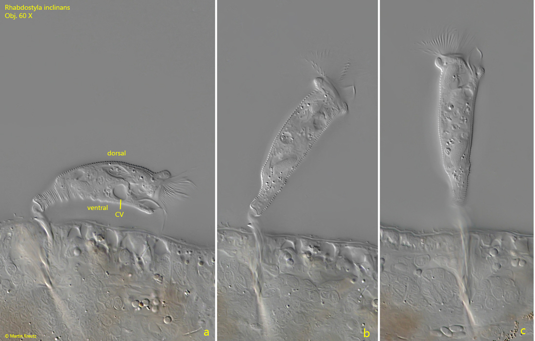 Rhabdostyla-inclinans