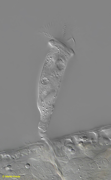 Rhabdostyla-inclinans