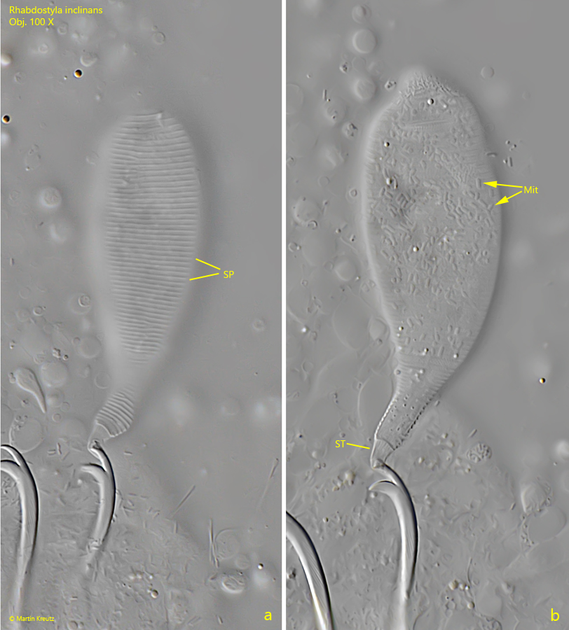 Rhabdostyla-inclinans